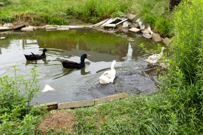 ducks in a pond