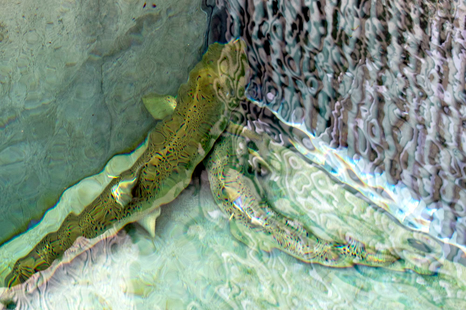 salmon swim chief joseph dam