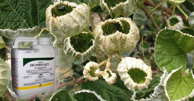 Dicamba spray easily drifts off target, killing or damaging whatever vegetation it lands on.