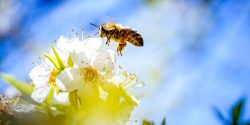 EU courts have again ruled that bees and other essential insects should be protected from dangerous pesticides.