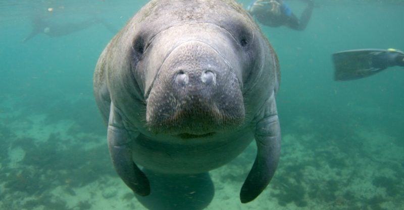 Florida manatees are chronically exposed to glyphosate.