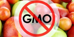 Leaders of the upcoming UN Food Systems Summit are ignoring human rights and pushing to expand genetic engineering.