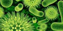 anthony fauci spanish flu virus research feature