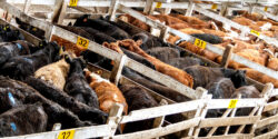antibiotic resistance crisis cows beef feature