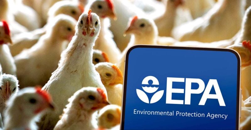 factory farm chickens and epa logo
