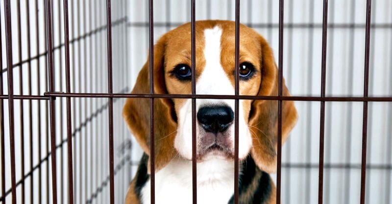 beagle