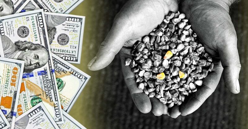 hand holding corn seeds and money