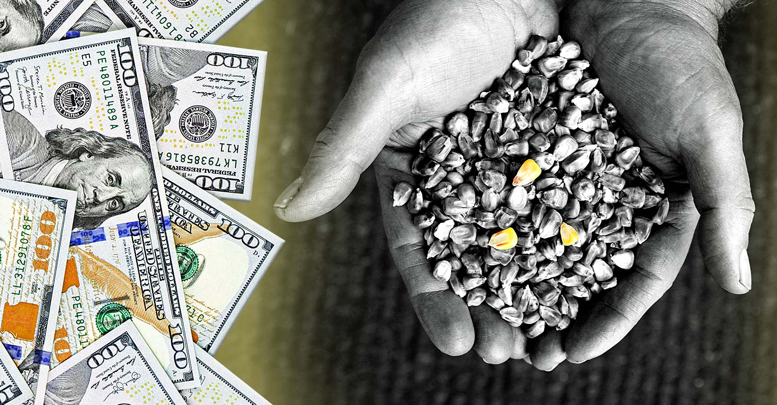 hand holding corn seeds and money