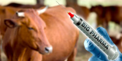 big pharma industrial meat cow vaccines feature