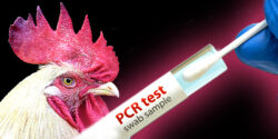 chicken and pcr test