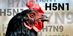 bird flu pandemic feature
