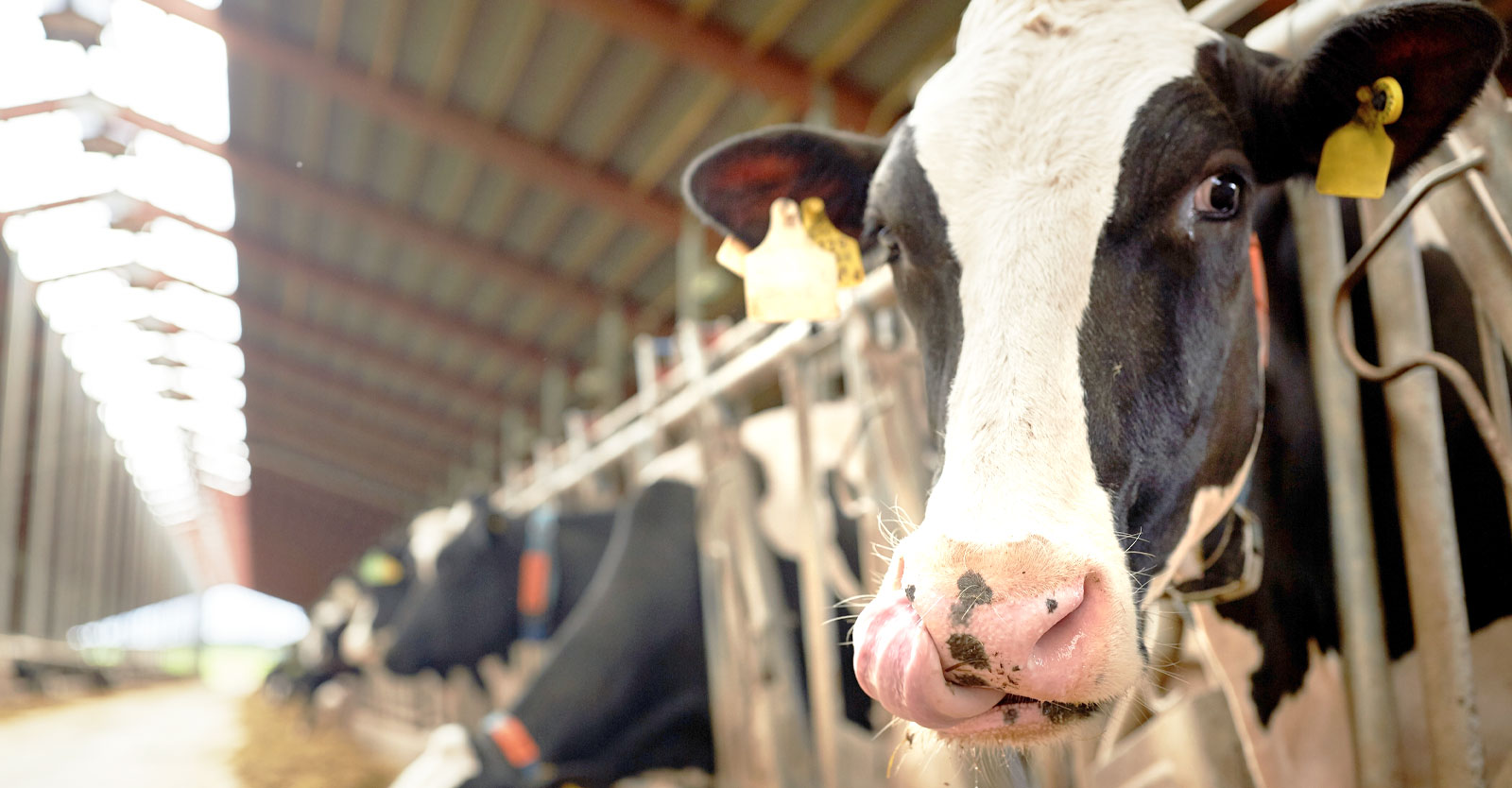 Adding This to Cattle Feed May Reduce Methane Emissions — But It Spells ...