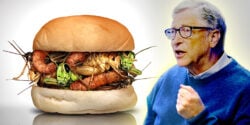 insect protein sandwich and bill gates