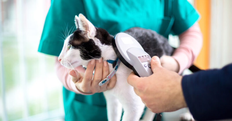 Veterinarian checking microchip of cat.