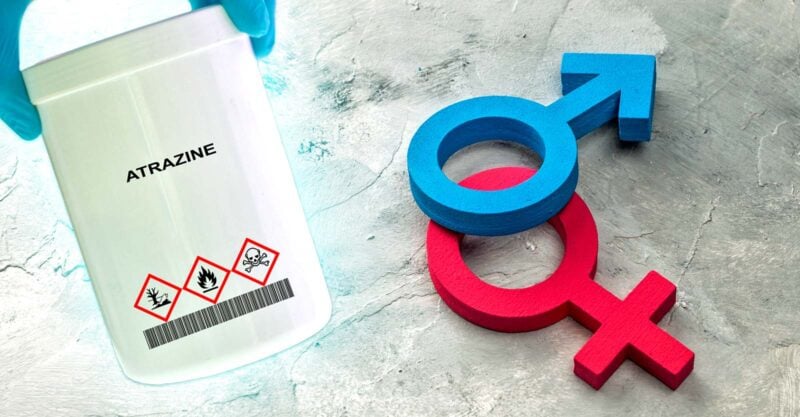 atrazine bottle and gender symbols