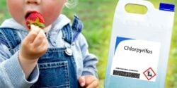 bottle of chlorpyrifos
