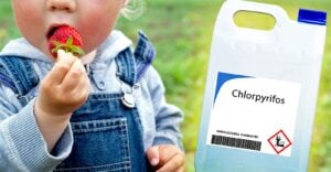 bottle of chlorpyrifos