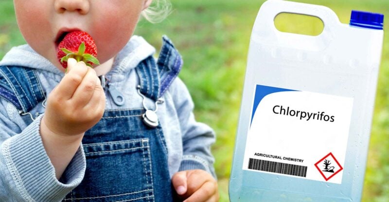 bottle of chlorpyrifos