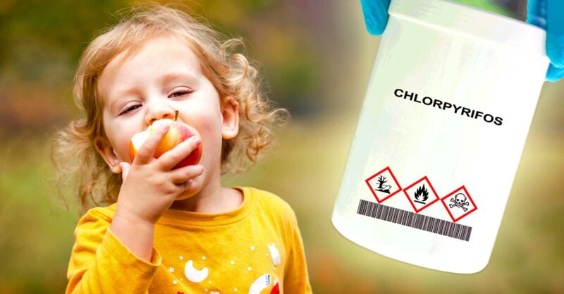 child eating apple and bottle of chlorpyrifos