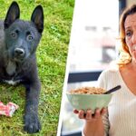 dog with red meat and woman eating cereal