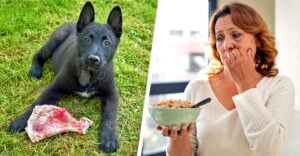 dog with red meat and woman eating cereal