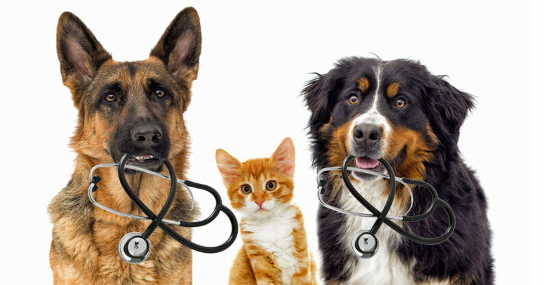 Dogs and cat holding stethoscope