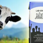 cow and carton of "lab-grown milk"