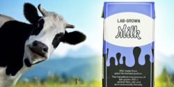 cow and carton of "lab-grown milk"