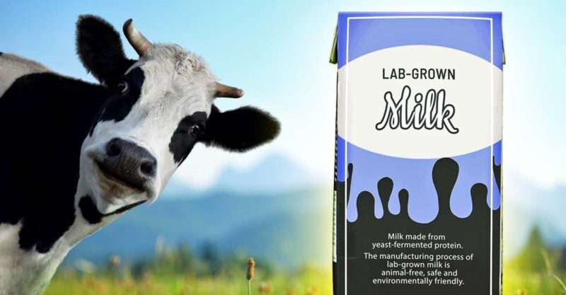 cow and carton of "lab-grown milk"