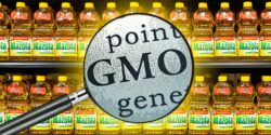 corn oil and letters "GMO"