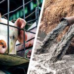 pig and water pollution