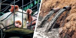 pig and water pollution