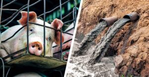 pig and water pollution
