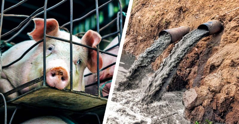 pig and water pollution