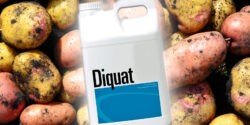 diquat and potatoes