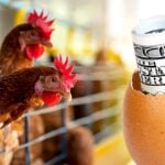 chickens and egg with money in shell