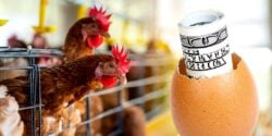 chickens and egg with money in shell