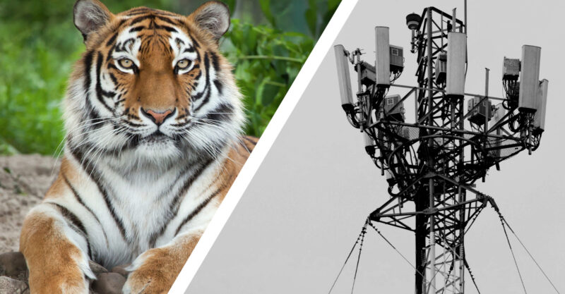 Split photo of a Tiger and Cell Phone Tower.