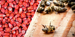 epa pesticide coated seeds dead bees feature