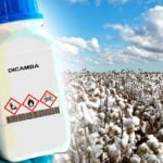cotton field and bottle of dicamba