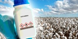 cotton field and bottle of dicamba