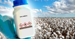 cotton field and bottle of dicamba