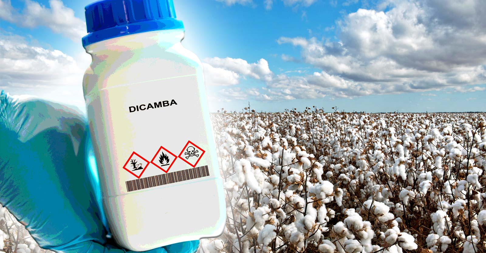 cotton field and bottle of dicamba