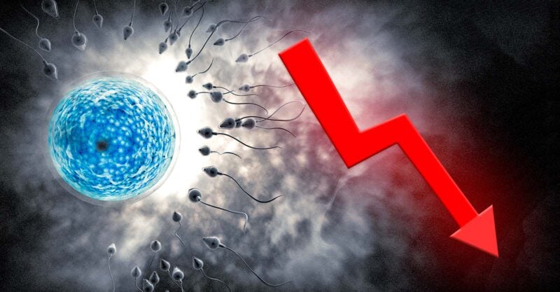 egg and sperm and down arrow