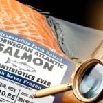 factory farmed salmon and question mark