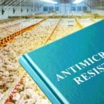 chickens and words "antimicrobial resistance"