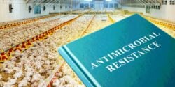 chickens and words "antimicrobial resistance"