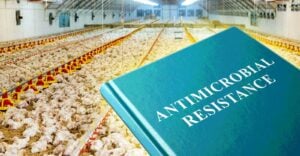 chickens and words "antimicrobial resistance"