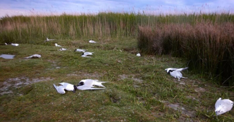 Birds fallen from sky