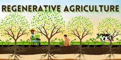 farming trend regenerative agriculture feature